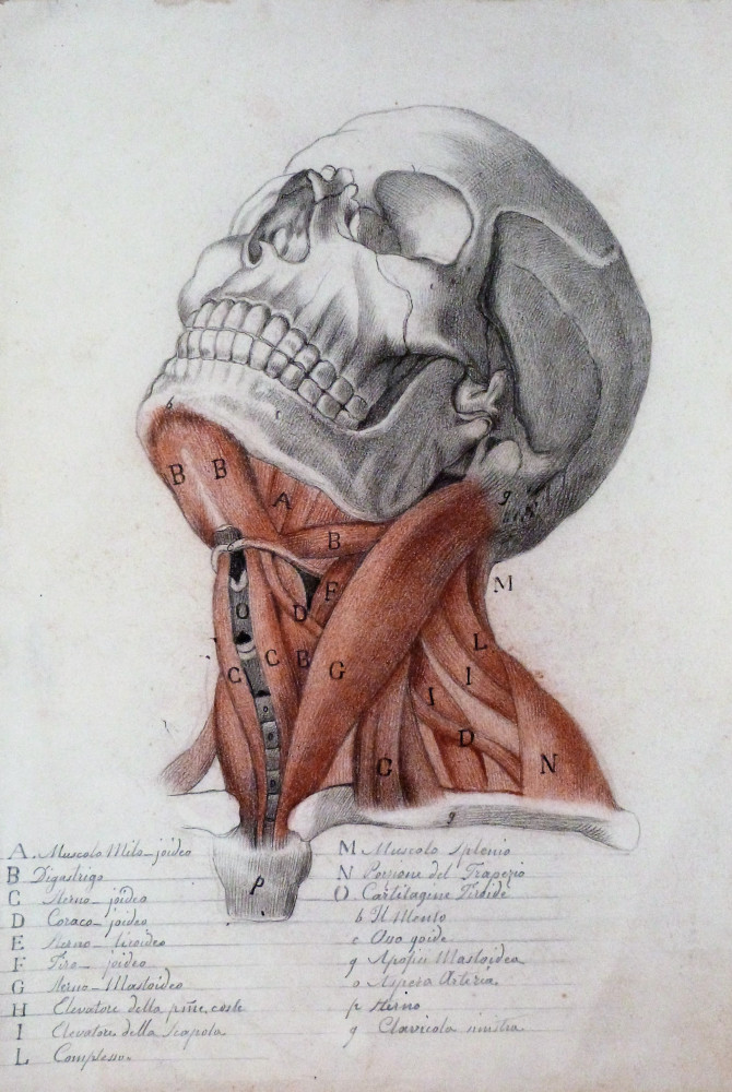 Disegno Di Anatomia Umana Centro Italia 1820 Circa Antiquarian Bookshop Bourlot Since 1848 Antique Books And Prints