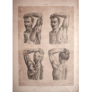 Tav. VII - anatomia umana. Torino, Salussolia, 1852 - 1854.  Libreria  antiquaria Bourlot dal 1848 libri e stampe antiche